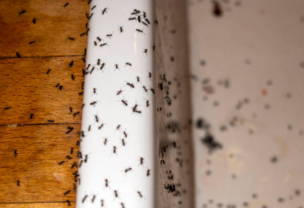 Best Flea Control Services  in Umatilla, OR